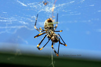 Golden Orb Spider.JPG