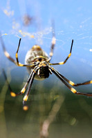 Golden Orb Spider.jpg