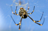 Golden Orb Spider.jpg