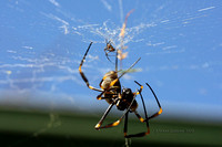 Golden Orb Spider.JPG