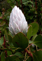 Mt Tomah Gardens