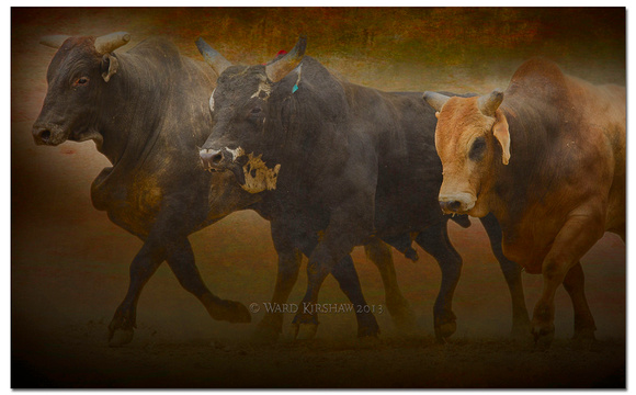 3_Bulls