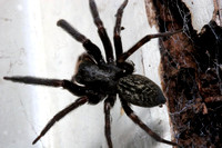 Black Spider.jpg